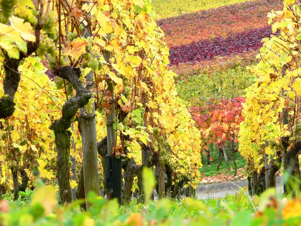 Wijnbouw Wijngaard Het Platteland Druivenconcept — Stockfoto