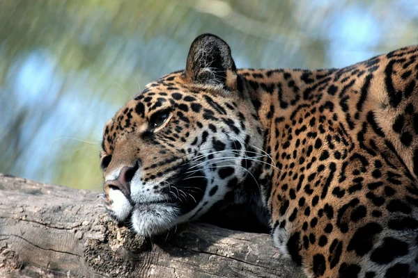Jaguar Jäger Raubkatze Wildtier — Stockfoto