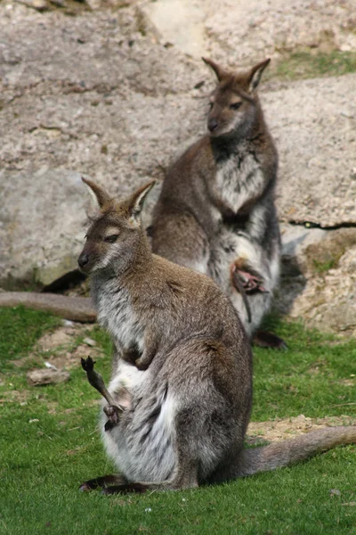 Bennett Kangaroos Con Niño Bolsa — Foto de Stock