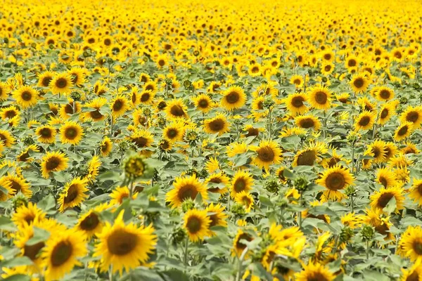 Tournesol Vue Rapprochée — Photo