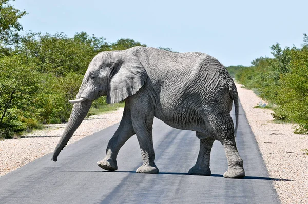 道路の象は — ストック写真