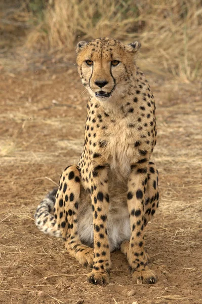 Leopar Yırtıcı Hayvan Büyük Kedi — Stok fotoğraf