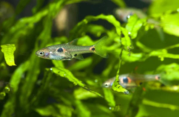 Little Fish Aquarium Seaweed Background — Stock Photo, Image
