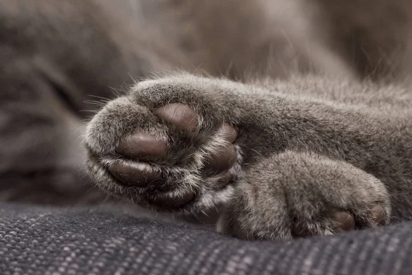 Verspieltes Und Lustiges Katzen Tier Oder Haustierkonzept — Stockfoto