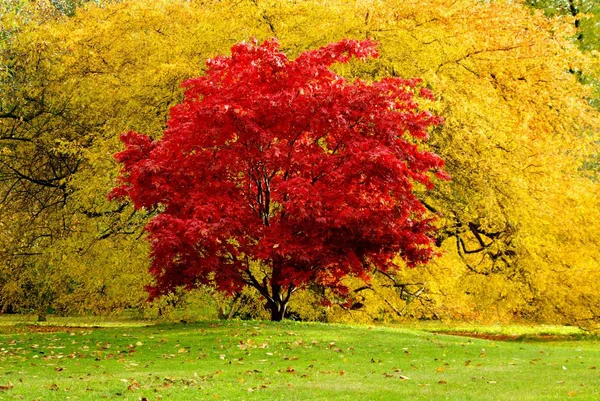 Schöne Landschaft Des Waldes — Stockfoto