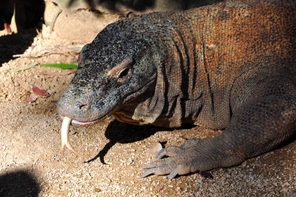 Réptil Lagarto Dragão Komodo — Fotografia de Stock