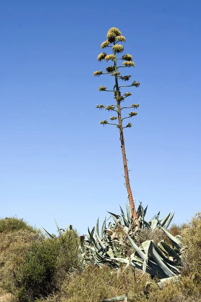 Vacker Botanisk Skott Naturliga Tapeter — Stockfoto