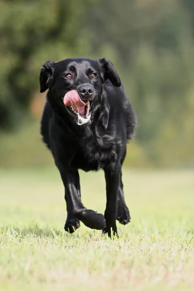 Labrador Retrívr Psí Zvíře — Stock fotografie