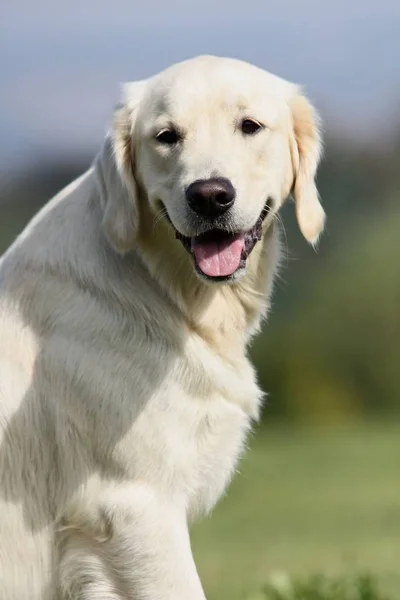 Porträt Eines Süßen Hundes — Stockfoto