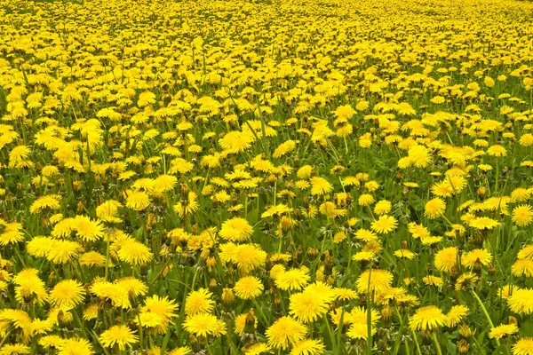 Sommaräng Flora Arkivet — Stockfoto