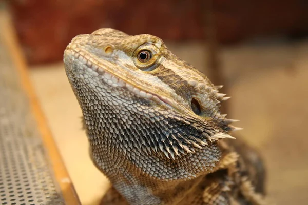 Vilda Djur Ödla Djur Leguanreptil — Stockfoto