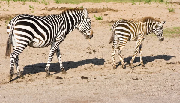 Schwarze Und Weiße Zebras Tiere — Stockfoto