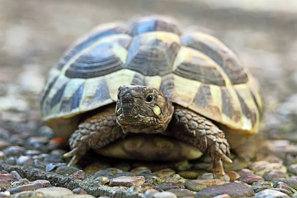 Sköldpadda Stengolv — Stockfoto