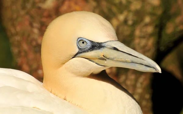 Malebné Ptačí Téma Záběr — Stock fotografie