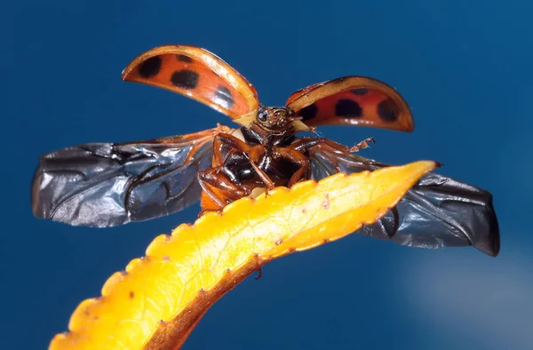 Close Van Een Insect Wilde Natuur — Stockfoto