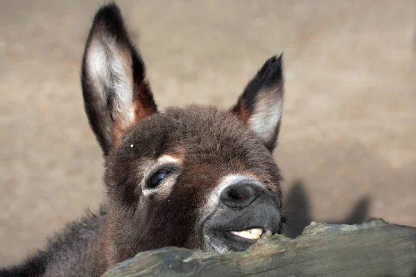 Animali Giovani Attenzione Selettiva — Foto Stock