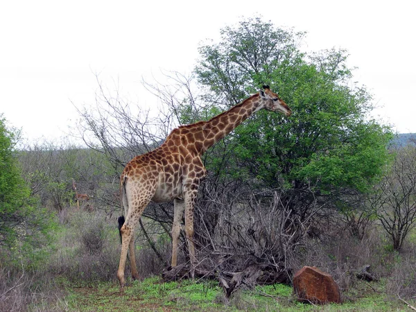 Jirafa Animal Mamífero Herbívoro Africano — Foto de Stock
