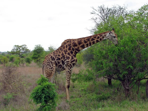 Висока Коричнева Жирафа Тварина Флора Фауна Природі — стокове фото