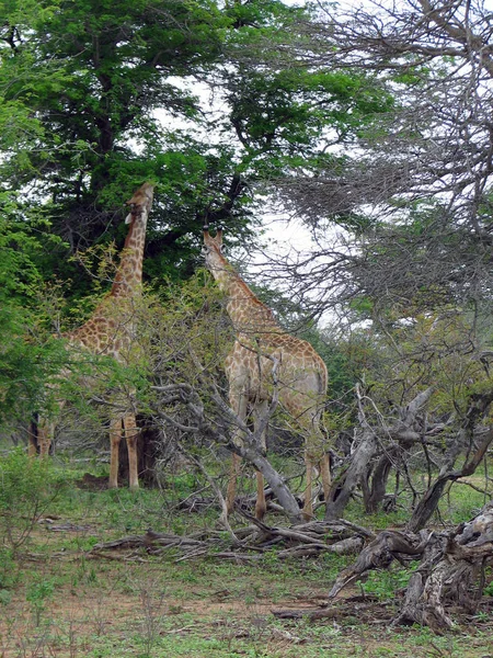 Травоїдні Жирафи Саванні Тварини — стокове фото