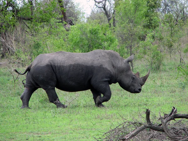 Nosorożec Afryce Południowej — Zdjęcie stockowe