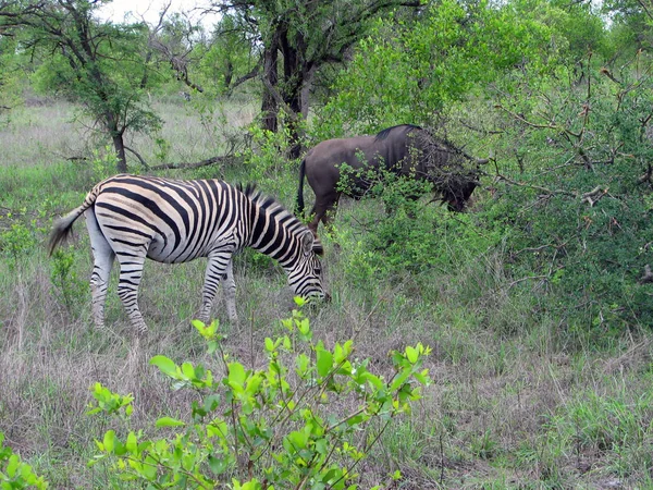 Wildebeest Animales Fauna Silvestre Fauna Natural — Foto de Stock