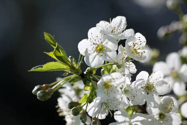 Kirschblüte Blumen Auf Ästen Frühling — Stockfoto