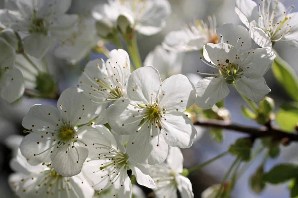 Цветы Сакуры Дереве — стоковое фото
