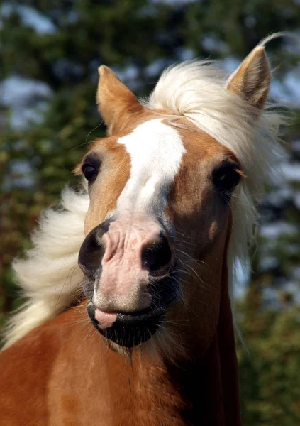 Niedliches Pferd Wilder Natur — Stockfoto