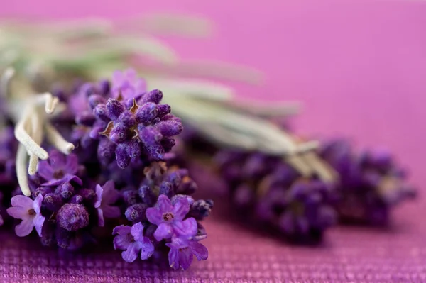 Malerischer Blick Auf Schönen Violetten Lavendel — Stockfoto