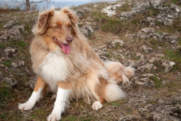 Porträtt Söt Hund — Stockfoto