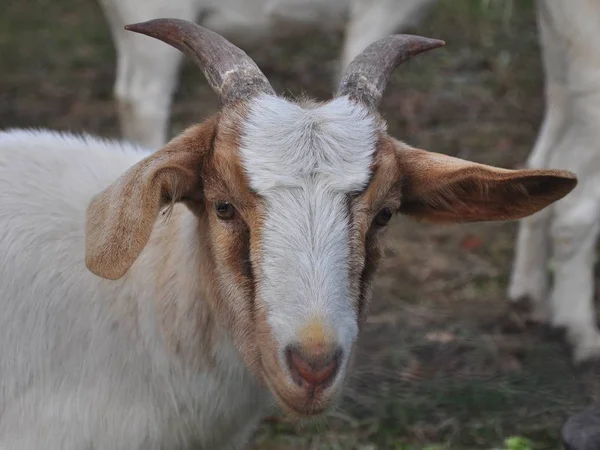 Animaux Domestiques Dans Les Pâturages Agricoles — Photo