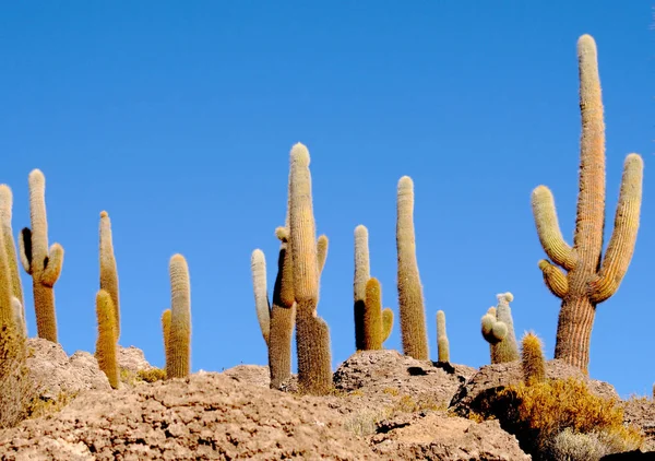 Fin Bild Kaktus Boliviaöknen Landskap Bakgrund — Stockfoto