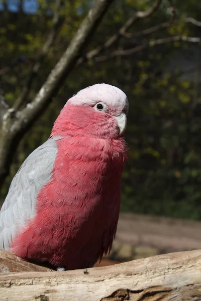 Pemandangan Indah Burung Beo Alam — Stok Foto