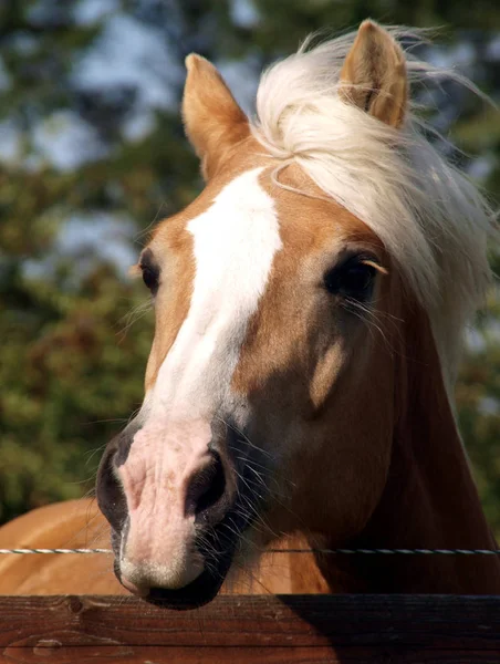 cute horse at wild nature