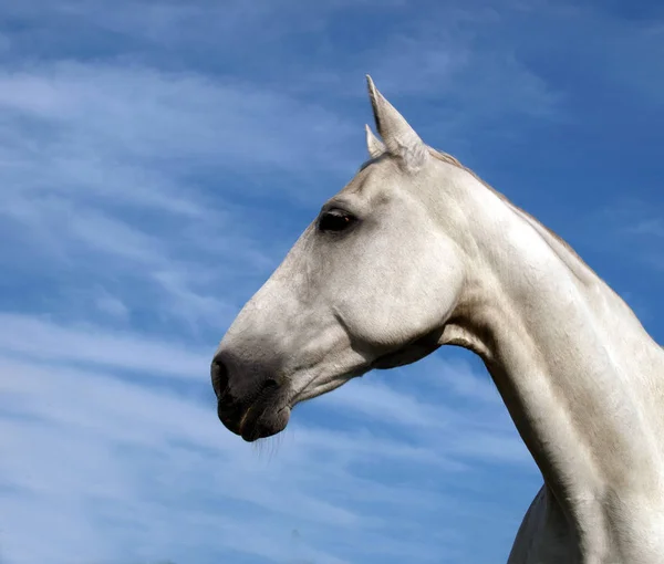 Cavalos Livre Durante Dia — Fotografia de Stock