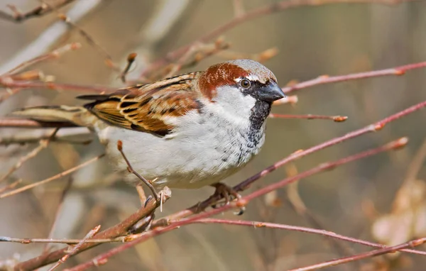 Vue Panoramique Mignon Oiseau Moineau — Photo