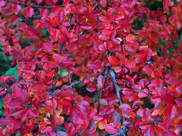 Piękne Kolorowe Jesienne Liście — Zdjęcie stockowe