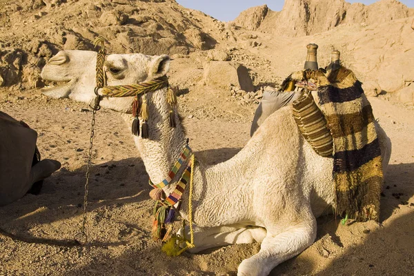 Cammello Nel Deserto Del Sahara — Foto Stock
