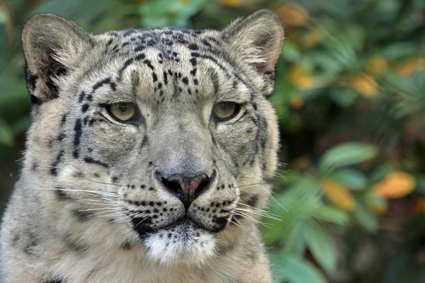 Gato Cheetah Animal Leopardo —  Fotos de Stock