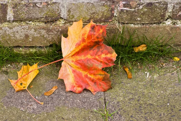 Hojas Semillas Arce Caídas Otoño —  Fotos de Stock