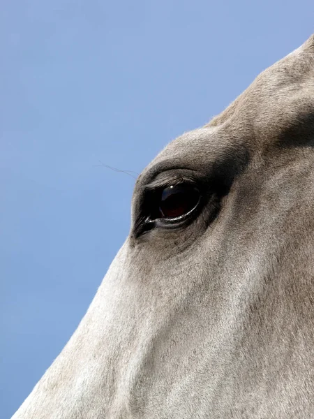 昼間は屋外の馬 — ストック写真