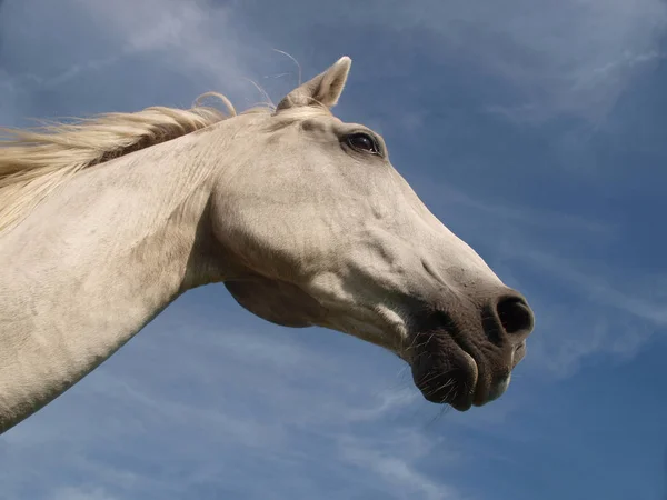 Mammal Animal Horse Purebred — Stock Photo, Image