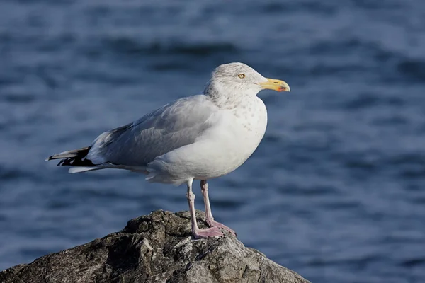 Scenic View Beautiful Cute Gull Bird — Stock Photo, Image