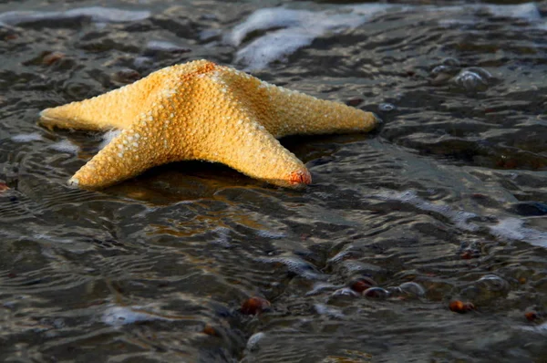 Estrella Mar Agua — Foto de Stock