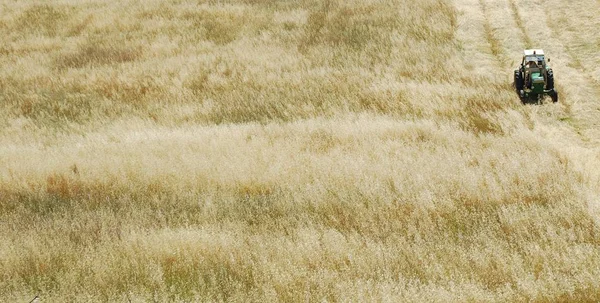 Traktör Buğday Tarlası Hasat Ediyor — Stok fotoğraf