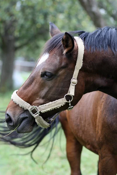 Brun Häst Hästdjur — Stockfoto