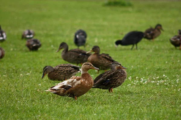 Ducks Grass — Stock Photo, Image