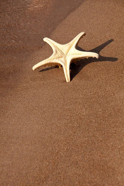Sea Animal Marine Starfish — Stock Photo, Image