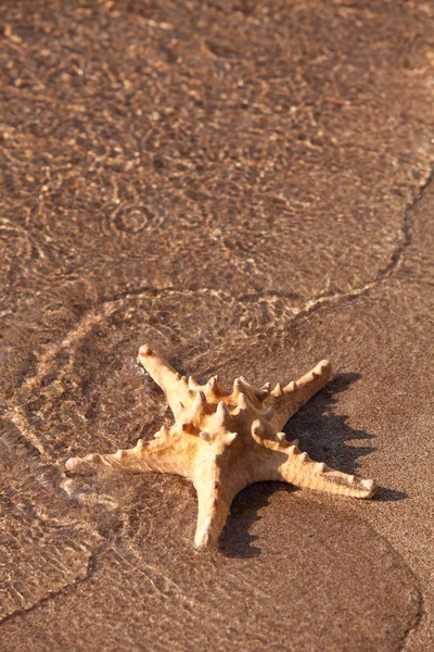 Havsdjur Marin Sjöstjärnor — Stockfoto
