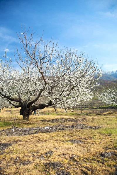 Blommande Mandelträd Blommor Blommar — Stockfoto